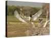 Jabiru Stork-Joe McDonald-Stretched Canvas