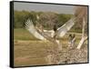 Jabiru Stork-Joe McDonald-Framed Stretched Canvas