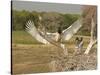 Jabiru Stork-Joe McDonald-Stretched Canvas