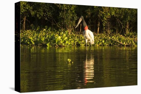 Jabiru Stork-Joe McDonald-Stretched Canvas