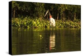 Jabiru Stork-Joe McDonald-Stretched Canvas