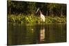 Jabiru Stork-Joe McDonald-Stretched Canvas