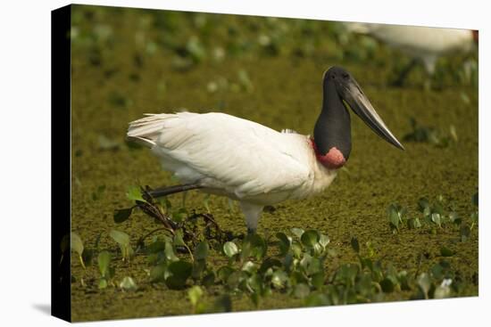 Jabiru Stork-Joe McDonald-Stretched Canvas