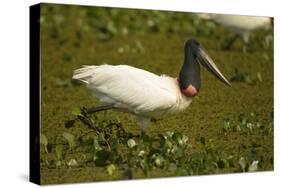 Jabiru Stork-Joe McDonald-Stretched Canvas