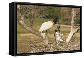 Jabiru Stork-Joe McDonald-Framed Stretched Canvas