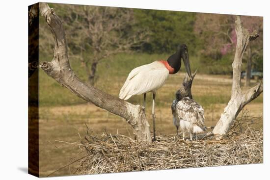 Jabiru Stork-Joe McDonald-Stretched Canvas