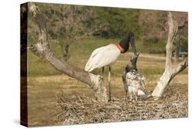 Jabiru Stork-Joe McDonald-Stretched Canvas