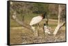 Jabiru Stork-Joe McDonald-Framed Stretched Canvas