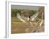 Jabiru Stork-Joe McDonald-Framed Photographic Print