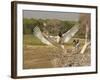 Jabiru Stork-Joe McDonald-Framed Photographic Print