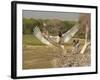 Jabiru Stork-Joe McDonald-Framed Photographic Print