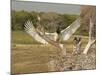 Jabiru Stork-Joe McDonald-Mounted Photographic Print