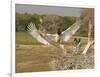 Jabiru Stork-Joe McDonald-Framed Photographic Print