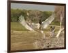 Jabiru Stork-Joe McDonald-Framed Photographic Print