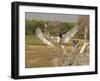 Jabiru Stork-Joe McDonald-Framed Photographic Print