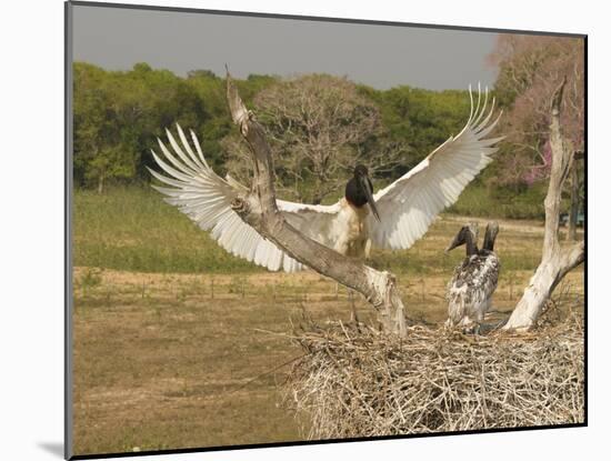 Jabiru Stork-Joe McDonald-Mounted Photographic Print