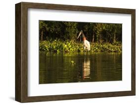 Jabiru Stork-Joe McDonald-Framed Photographic Print