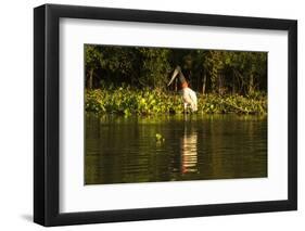 Jabiru Stork-Joe McDonald-Framed Photographic Print