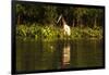 Jabiru Stork-Joe McDonald-Framed Photographic Print