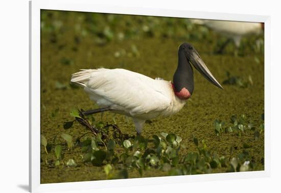 Jabiru Stork-Joe McDonald-Framed Photographic Print