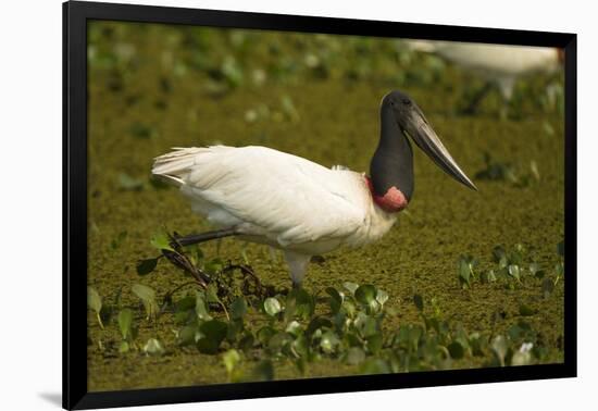 Jabiru Stork-Joe McDonald-Framed Photographic Print