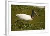 Jabiru Stork-Joe McDonald-Framed Photographic Print