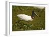 Jabiru Stork-Joe McDonald-Framed Photographic Print