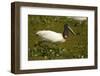 Jabiru Stork-Joe McDonald-Framed Photographic Print