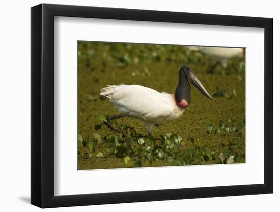 Jabiru Stork-Joe McDonald-Framed Photographic Print