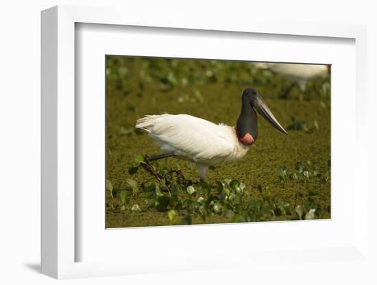 Jabiru Stork-Joe McDonald-Framed Photographic Print