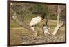 Jabiru Stork-Joe McDonald-Framed Photographic Print