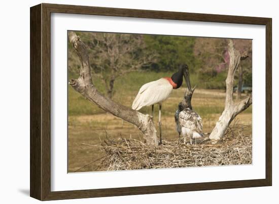 Jabiru Stork-Joe McDonald-Framed Photographic Print