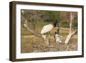 Jabiru Stork-Joe McDonald-Framed Photographic Print