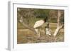 Jabiru Stork-Joe McDonald-Framed Photographic Print