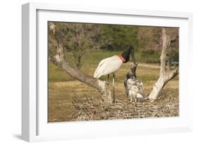 Jabiru Stork-Joe McDonald-Framed Photographic Print