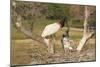 Jabiru Stork-Joe McDonald-Mounted Photographic Print