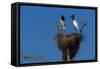 Jabiru Storks Standing on a Nest-W. Perry Conway-Framed Stretched Canvas