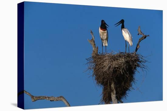 Jabiru Storks Standing on a Nest-W. Perry Conway-Stretched Canvas