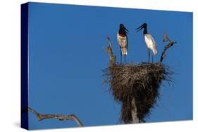 Jabiru Storks Standing on a Nest-W. Perry Conway-Stretched Canvas