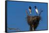 Jabiru Storks Standing on a Nest-W. Perry Conway-Framed Stretched Canvas