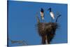 Jabiru Storks Standing on a Nest-W. Perry Conway-Stretched Canvas