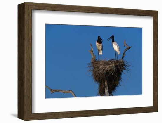 Jabiru Storks Standing on a Nest-W. Perry Conway-Framed Photographic Print