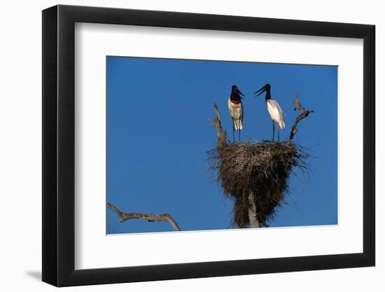 Jabiru Storks Standing on a Nest-W. Perry Conway-Framed Photographic Print