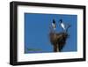 Jabiru Storks Standing on a Nest-W. Perry Conway-Framed Photographic Print