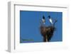 Jabiru Storks Standing on a Nest-W. Perry Conway-Framed Photographic Print