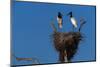 Jabiru Storks Standing on a Nest-W. Perry Conway-Mounted Photographic Print