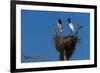 Jabiru Storks Standing on a Nest-W. Perry Conway-Framed Photographic Print