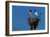 Jabiru Storks Standing on a Nest-W. Perry Conway-Framed Photographic Print