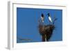 Jabiru Storks Standing on a Nest-W. Perry Conway-Framed Photographic Print