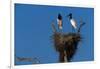 Jabiru Storks Standing on a Nest-W. Perry Conway-Framed Photographic Print